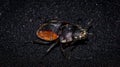 Closeup of Neolucanus parryi or Borneo stag beetle