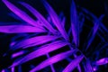 Closeup of neon light palm leaf on dark background. Purple exotic jungle foliage layout. Nightlife vibrant floral texture