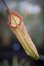 Closeup of a Nepenthes Fusca pitcher plant in a greenhouse Royalty Free Stock Photo