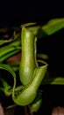 Nepenthes gracilis on dark background.