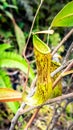 Closeup of Nepenthes in the wild. Carnivorous plant.