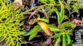 Closeup of Nepenthes in the wild. Carnivorous plant. Royalty Free Stock Photo