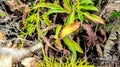 Closeup of Nepenthes in the wild. Carnivorous plant. Royalty Free Stock Photo