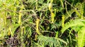 Closeup of Nepenthes in the wild. Carnivorous plant. Royalty Free Stock Photo