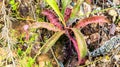 Closeup of Nepenthes in the wild. Carnivorous plant. Royalty Free Stock Photo