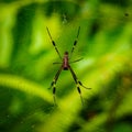 Closeup of a Nephilinae spider making its web with green blurred background Royalty Free Stock Photo