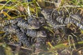 Nest of Alligator Hatchlings