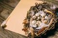 Closeup nest with quail eggs and feather in right side of sheet of paper for text on wood Royalty Free Stock Photo