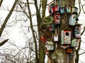 Closeup of Nesting-Boxes in truncated Tree