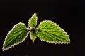 Closeup of a nettle with green leaves in the back light in autumn with hoar frost on the leaf margins in cold weather Royalty Free Stock Photo