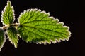 Closeup of a nettle with green leaves in the back light in autumn with hoar frost on the leaf margins in cold weather Royalty Free Stock Photo