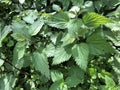 Closeup of nettles in the forest of odes Royalty Free Stock Photo