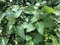 Closeup of nettles in the forest of odes