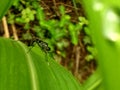 Closeup of Neuroptera web-winged insect on green leaves in garden