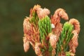 Closeup of new budding pine tree needles growing on fir or cedar trees, isolated against a bokeh background with copy