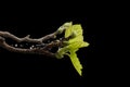 Closeup of new green leaves bud Royalty Free Stock Photo