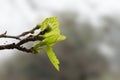 Closeup of new green leaves bud in spring Royalty Free Stock Photo