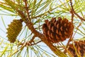 Closeup of a new green and old dried pine cones hanging on a branch of a coniferous tree Royalty Free Stock Photo