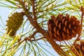 Closeup of a new green and old dried pine cones hanging on a branch of a coniferous tree Royalty Free Stock Photo