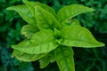closeup of new growing plant mogra