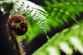 Closeup on New leaf of Australian tree fern in the forest. Royalty Free Stock Photo