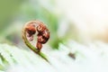 Closeup on New leaf of Australian tree fern in the deep forest. Royalty Free Stock Photo