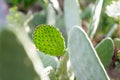 Closeup of Opuntia ficus-indica cactus. Royalty Free Stock Photo