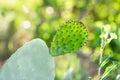 Closeup of Opuntia ficus-indica cactus. Royalty Free Stock Photo