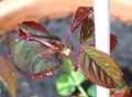 Closeup of new rose leaves with water drops, nature, plant Royalty Free Stock Photo