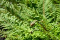 Closeup of new spring growth of fern, green texture and pattern, as a nature background Royalty Free Stock Photo