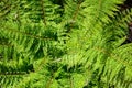 Closeup of new spring growth of fern, green texture and pattern, as a nature background Royalty Free Stock Photo