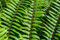 Closeup of new spring growth of sword fern, green texture and pattern, as a nature background Royalty Free Stock Photo