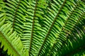 Closeup of new spring growth of sword fern, green texture and pattern, as a nature background Royalty Free Stock Photo