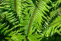 Closeup of new spring growth of sword fern, green texture and pattern, as a nature background Royalty Free Stock Photo