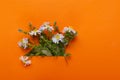 Closeup of New York asters on the orange paper background.Fall season and flowers