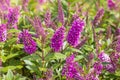 New Zealand hebe plant with purple flowers in bloom