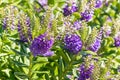 New Zealand native hebe plant with purple flowers in bloom