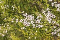 New Zealand teatree bush with white flowers in bloom Royalty Free Stock Photo