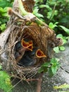 Closeup of newborn chicks birds in the nest Royalty Free Stock Photo