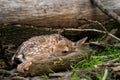 Closeup newborn fallow deer fawn hidden next to tree trunk and fallen branches.