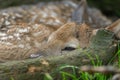 Closeup newborn fallow deer fawn next to fallen branch