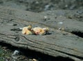 Closeup of newborn pigeons 1