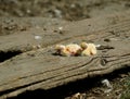 Closeup of newborn pigeons 2