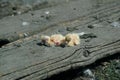 Closeup of newborn pigeons 4