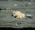 Closeup of newborn pigeons 8