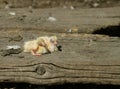 Closeup of newborn pigeons 9