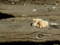 Closeup of newborn pigeons 10