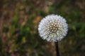 Closeup of a newly bloomed dandelion in NeuchÃÂ¢tel Switzerland