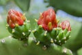 Closeup Of Newly Flowering Tunas