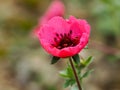 Pink Potentilla nepalensis Miss Willmott flower just opening